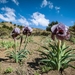 Iris basaltica - Photo (c) Akkar Trail, μερικά δικαιώματα διατηρούνται (CC BY-NC), uploaded by Akkar Trail
