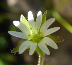 Cerastium dichotomum