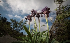 Iris basaltica