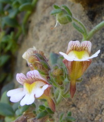 Chaenorhinum origanifolium crassifolium