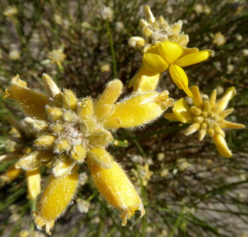 Subspecies Genista umbellata umbellata · iNaturalist