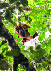 Alouatta macconnelli