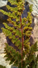 Cheilanthes induta