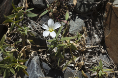Cerastium lithospermifolium