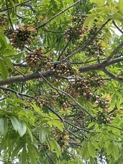 Ceiba