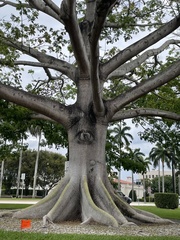 Ceiba