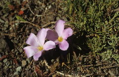 Oxalis odorata