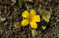 Oxalis melanosticta melanosticta