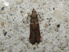 Acrobasis obliqua