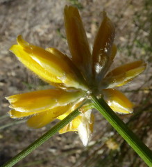 Genista umbellata