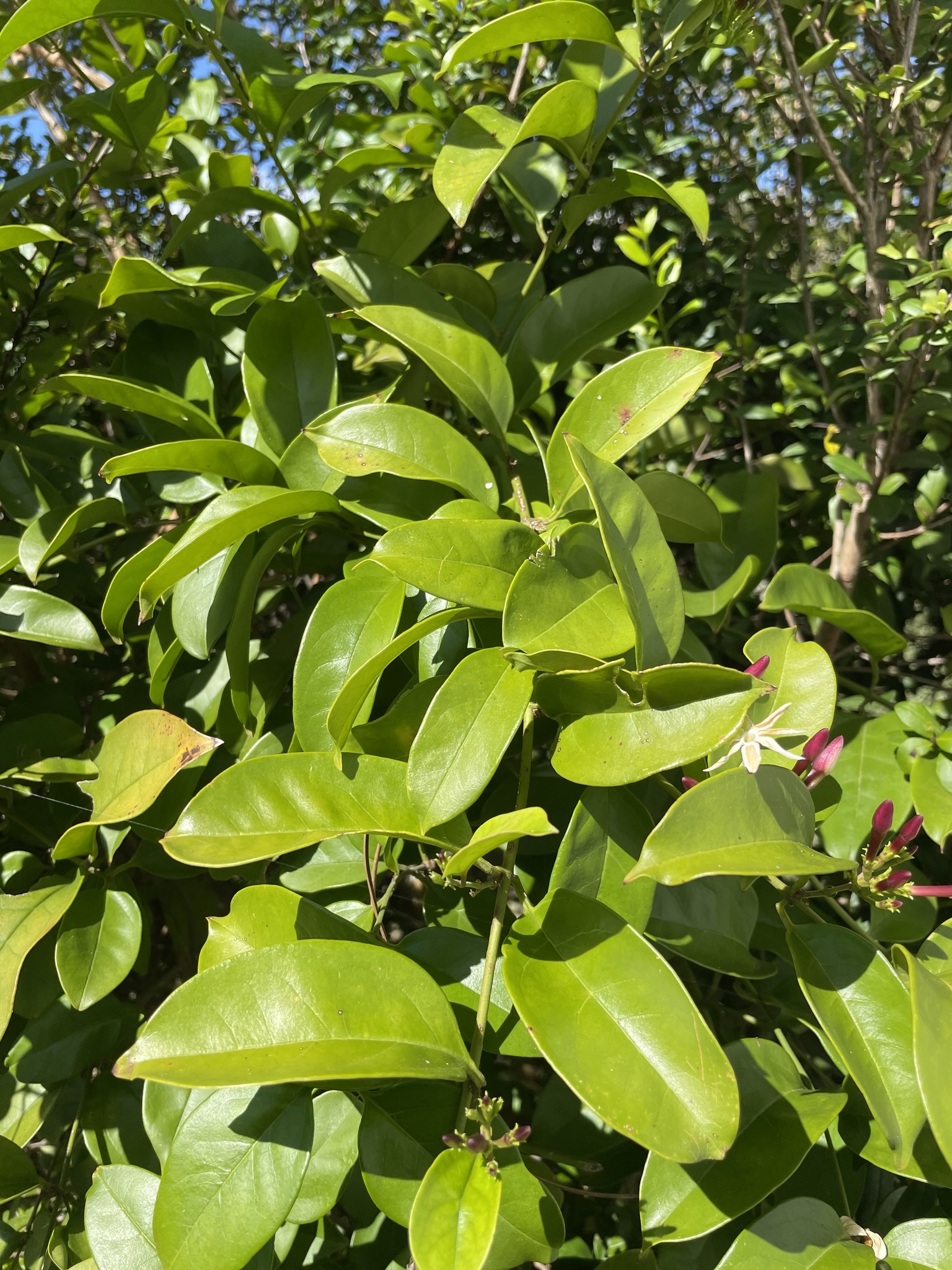Jasminum dichotomum