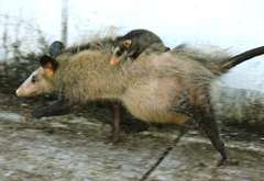 Common Opossum photo 2