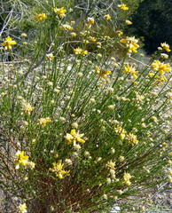 Genista umbellata