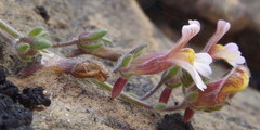 Chaenorhinum origanifolium crassifolium