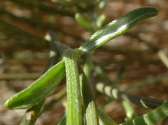 Genista umbellata