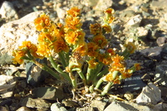 Anabasis brevifolia