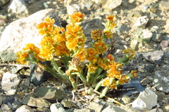 Anabasis brevifolia