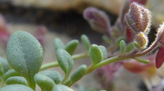 Chaenorhinum origanifolium crassifolium