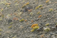 Anabasis brevifolia