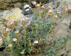 Chaenorhinum origanifolium crassifolium