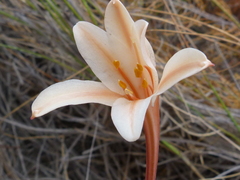 Cyrtanthus leptosiphon