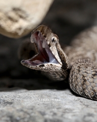 Montivipera bornmuelleri