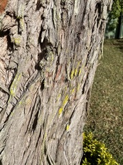Eucalyptus cinerea