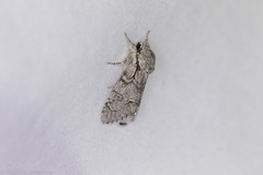 Acronicta tota