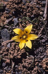 Romulea tortuosa