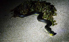 Pseudoeryx plicatilis