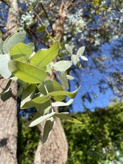 Eucalyptus cinerea
