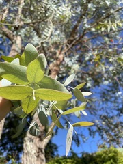Eucalyptus cinerea