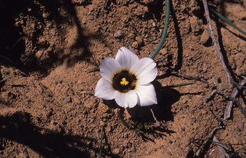 Image of Romulea atrandra by (c) Tom Lloyd Evans, some rights reserved (CC BY-SA)