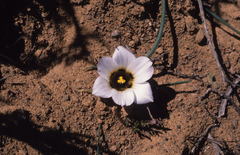 Romulea atrandra atrandra