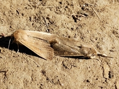 Leucaniini