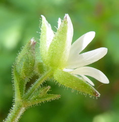 Cerastium dichotomum