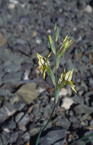 Image of Gladiolus karooicus by (c) Tom Lloyd Evans, some rights reserved (CC BY-SA)
