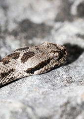 Montivipera bornmuelleri