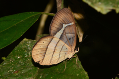Pierella hortona