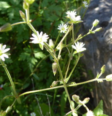 Cerastium dichotomum