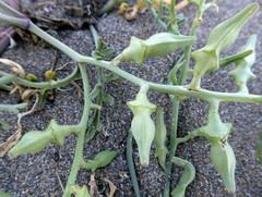 Cakile maritima maritima