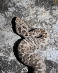 Montivipera bornmuelleri