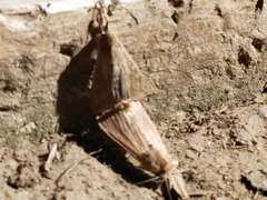 Leucaniini