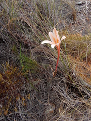 Cyrtanthus leptosiphon