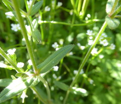 Cerastium dichotomum