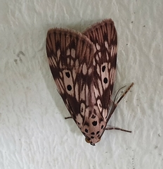 Sommeria meridionalis