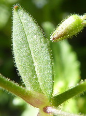 Cerastium dichotomum