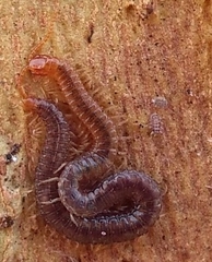 Geophilus carpophagus