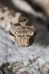 Montivipera bornmuelleri