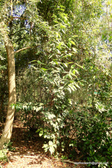Cinnamomum verum